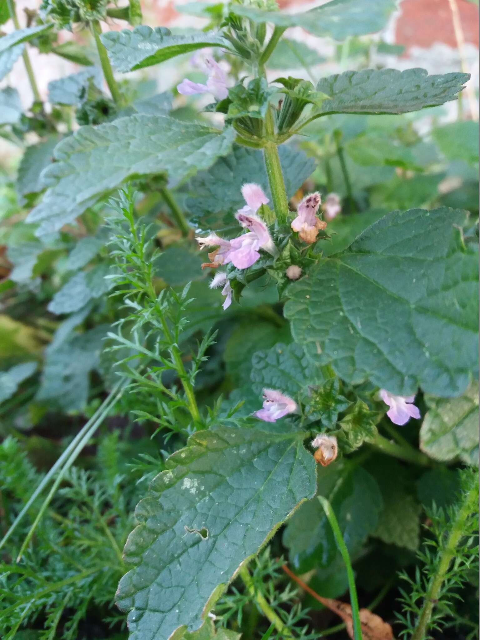 Image of Ballota nigra subsp. ruderalis (Sw.) Briq.