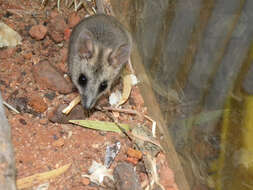 Image of Stripe-faced Dunnart
