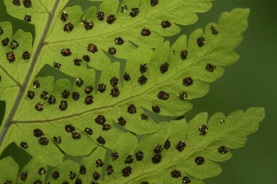 Image of Common Fern