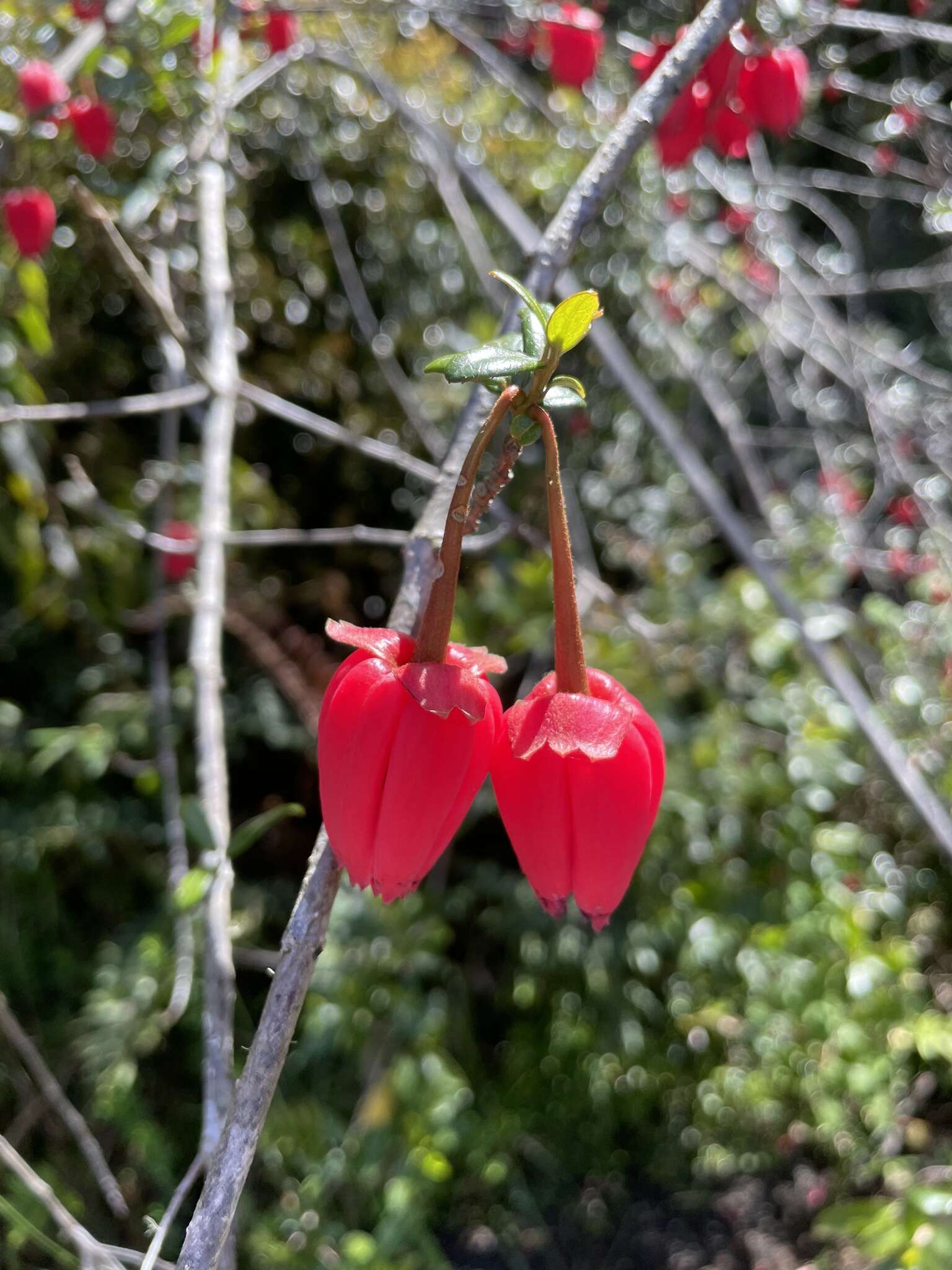 Image of Chilean Lantern Tree