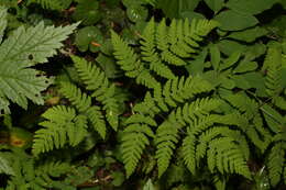 Слика од Gymnocarpium dryopteris (L.) Newm.