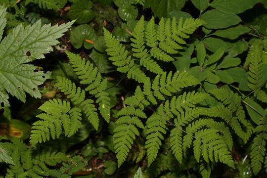 Image of Common Fern