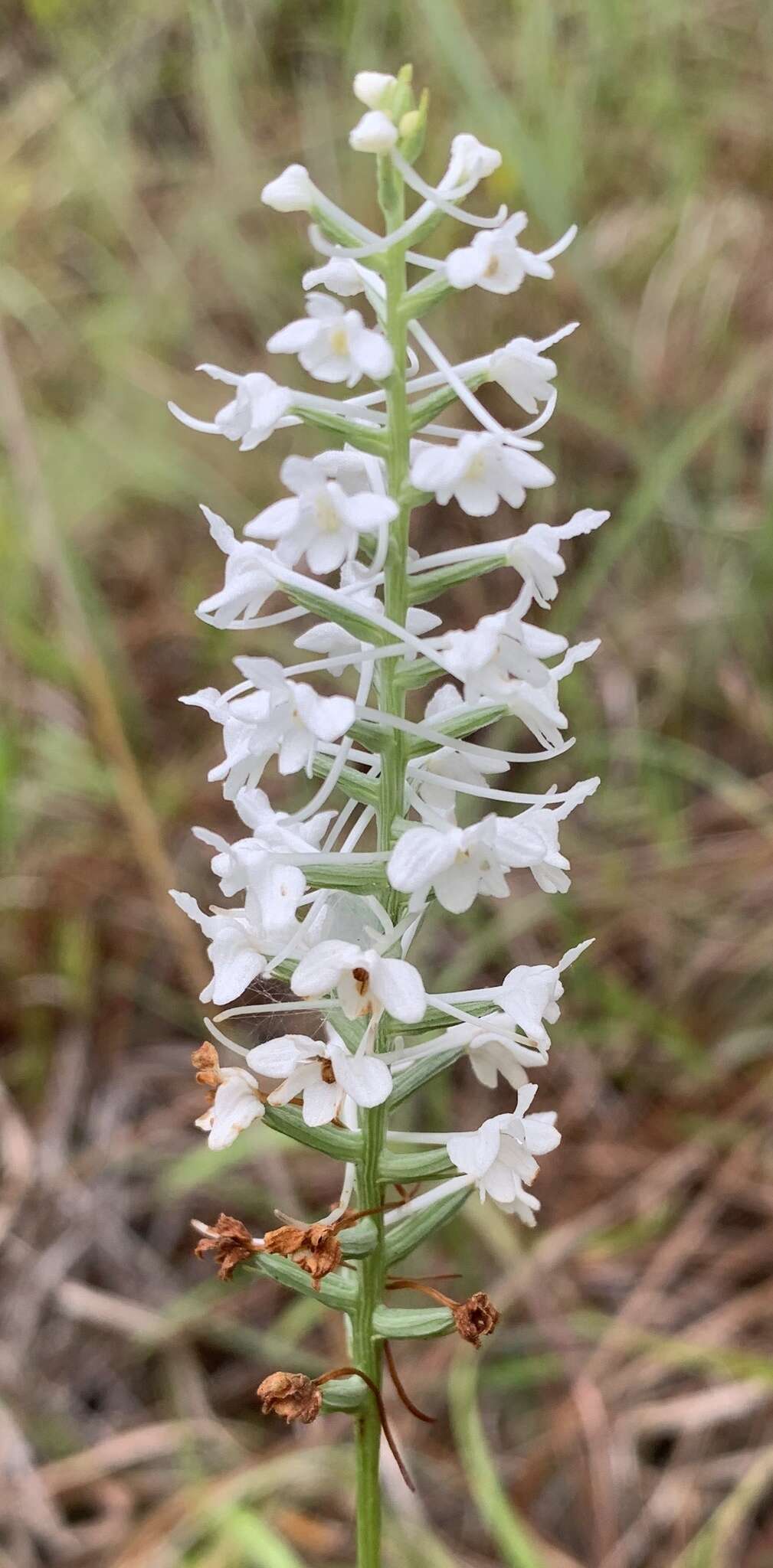 Слика од Platanthera nivea (Nutt.) Luer