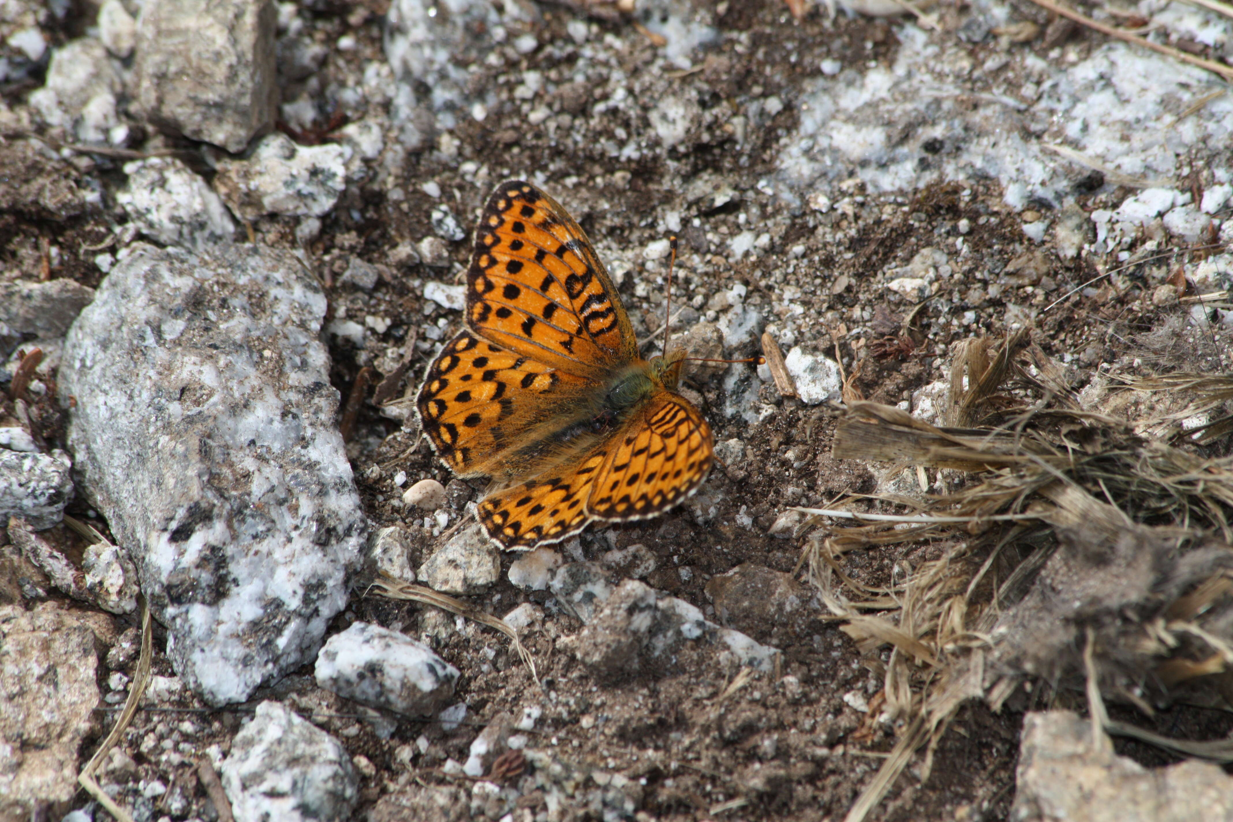 صورة Speyeria hydaspe Boisduval 1869