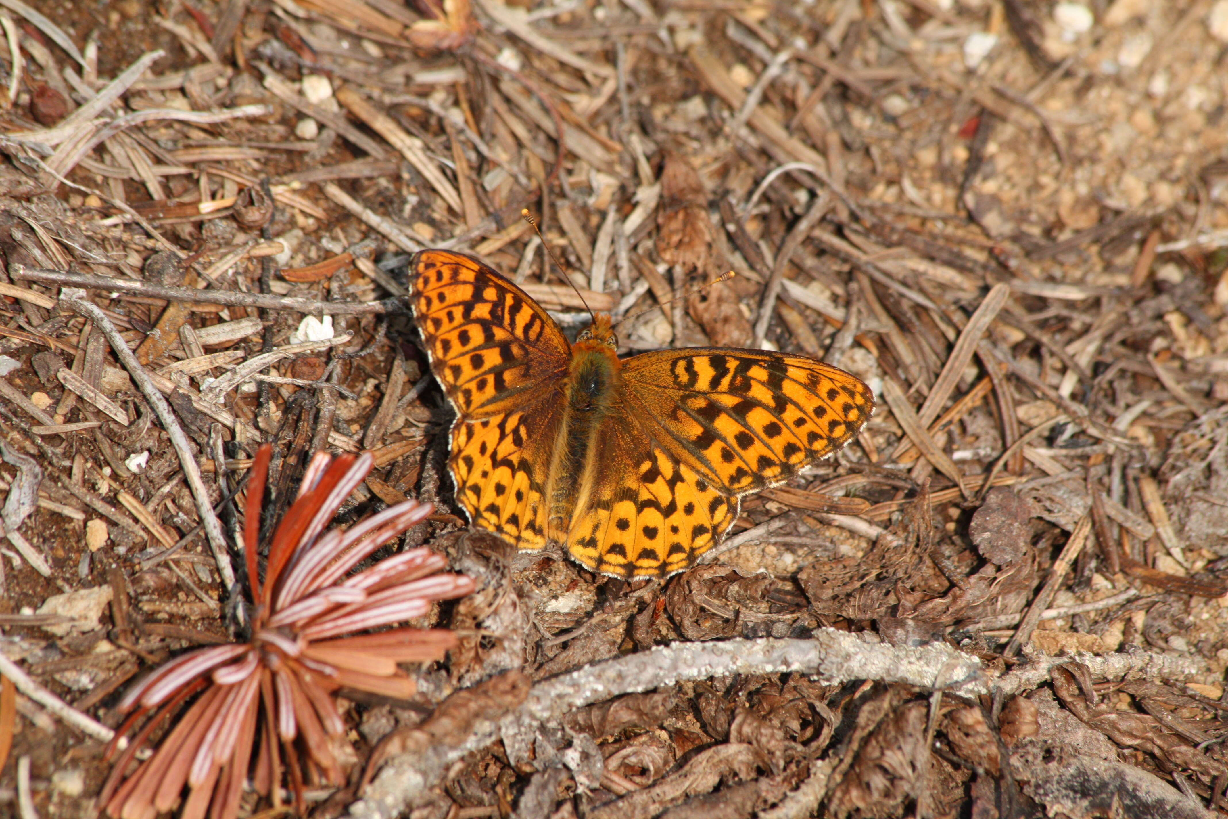 صورة Speyeria hydaspe Boisduval 1869