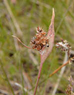 Image of Heath Wood-Rush