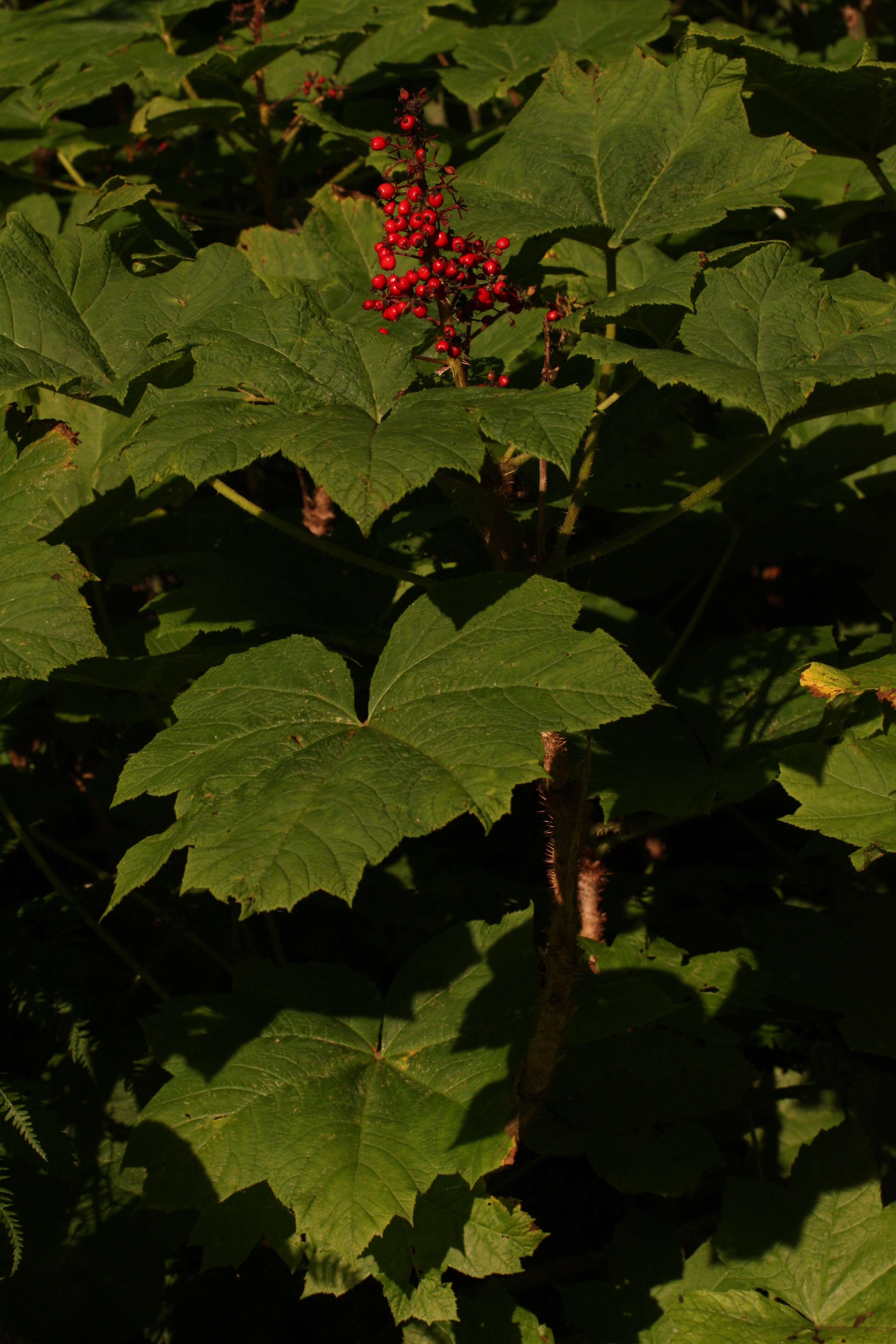 Image de bois piquant