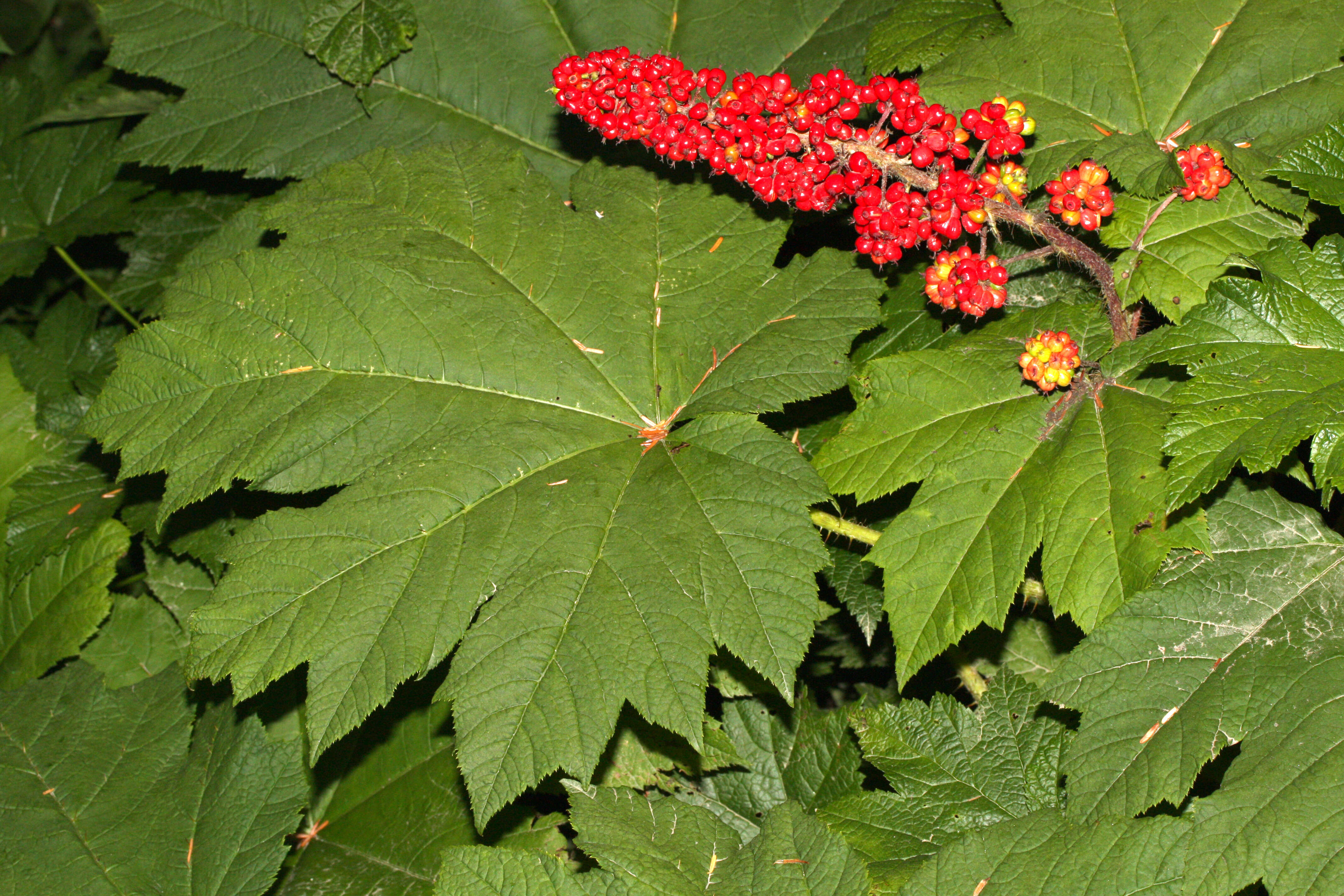 Image de bois piquant