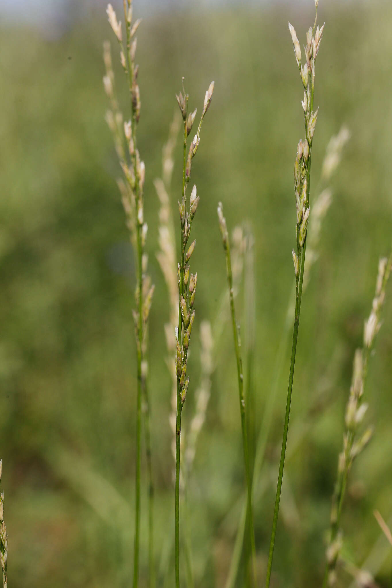 Image of English Bluegrass