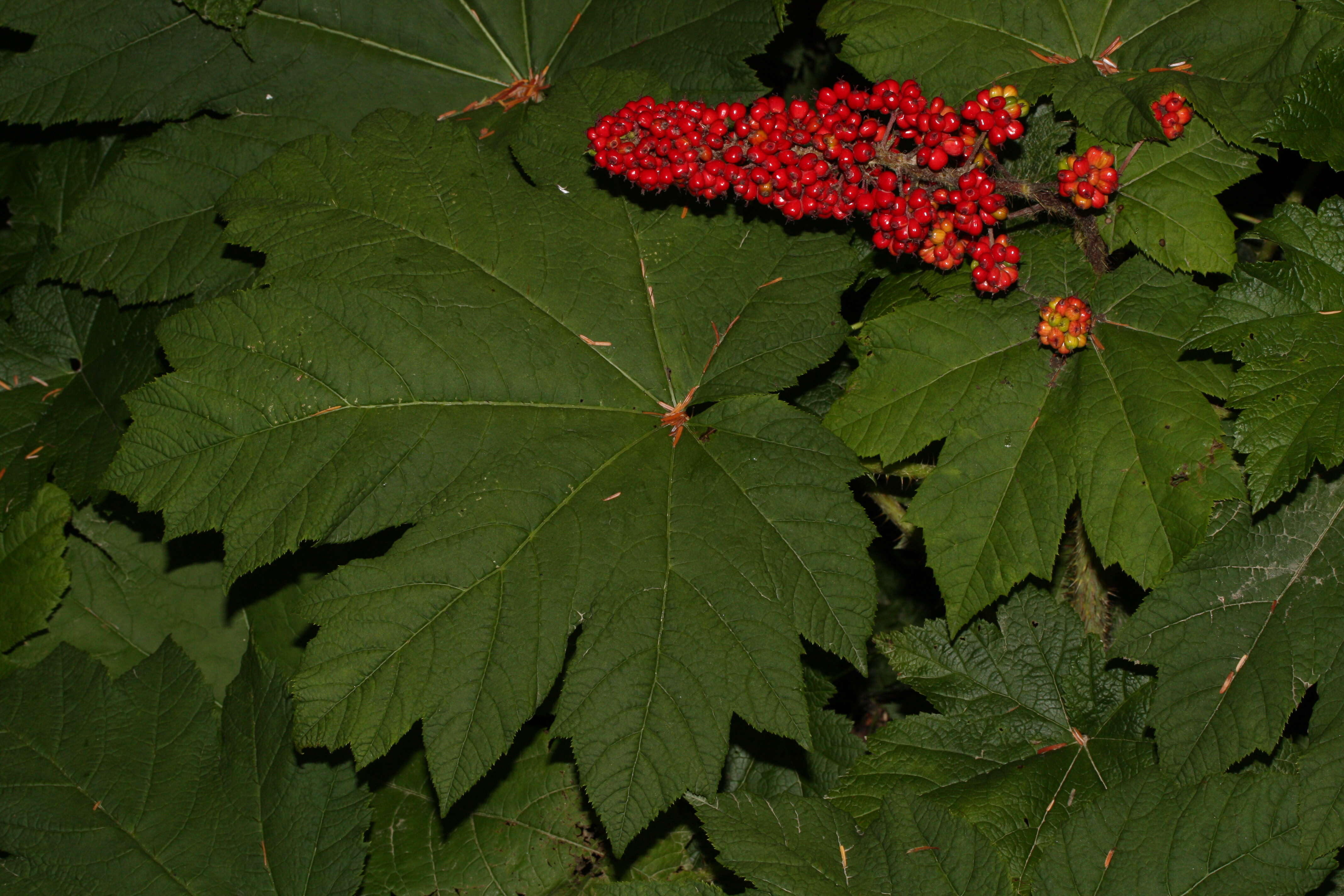 Image de bois piquant