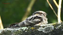 Image of Grey Nightjar