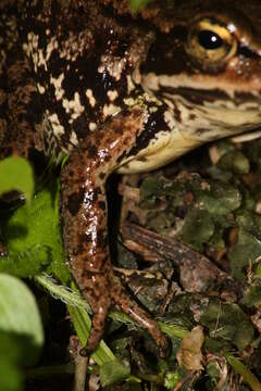 Image of Cascades Frog