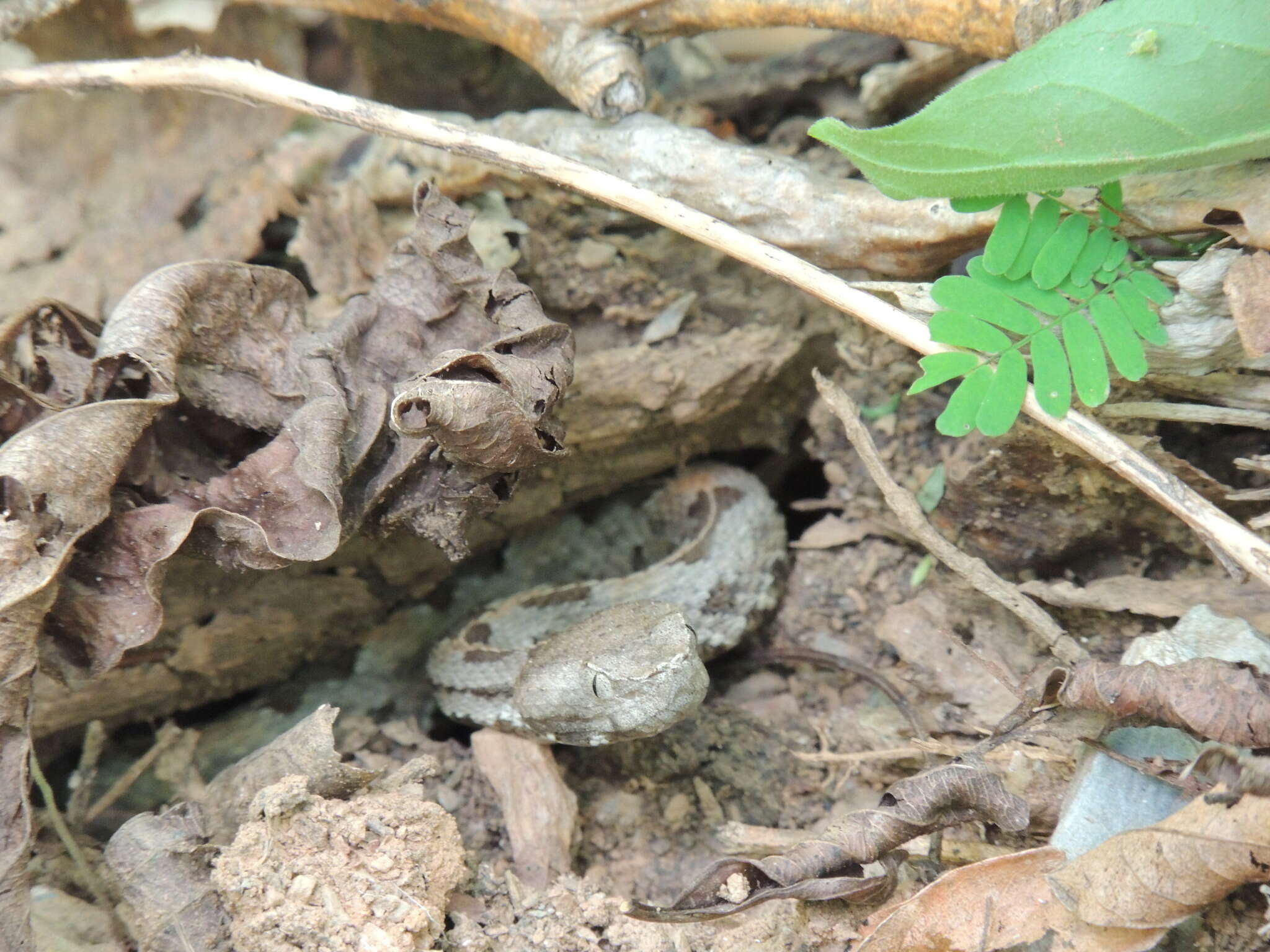 Image of Dunn's Hognose Viper