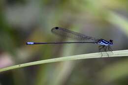 Image of Melanoneura bilineata Fraser 1922