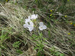 Imagem de Cardamine trifida (Lam. ex Poir.) B. M. G. Jones