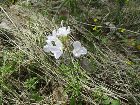 Imagem de Cardamine trifida (Lam. ex Poir.) B. M. G. Jones