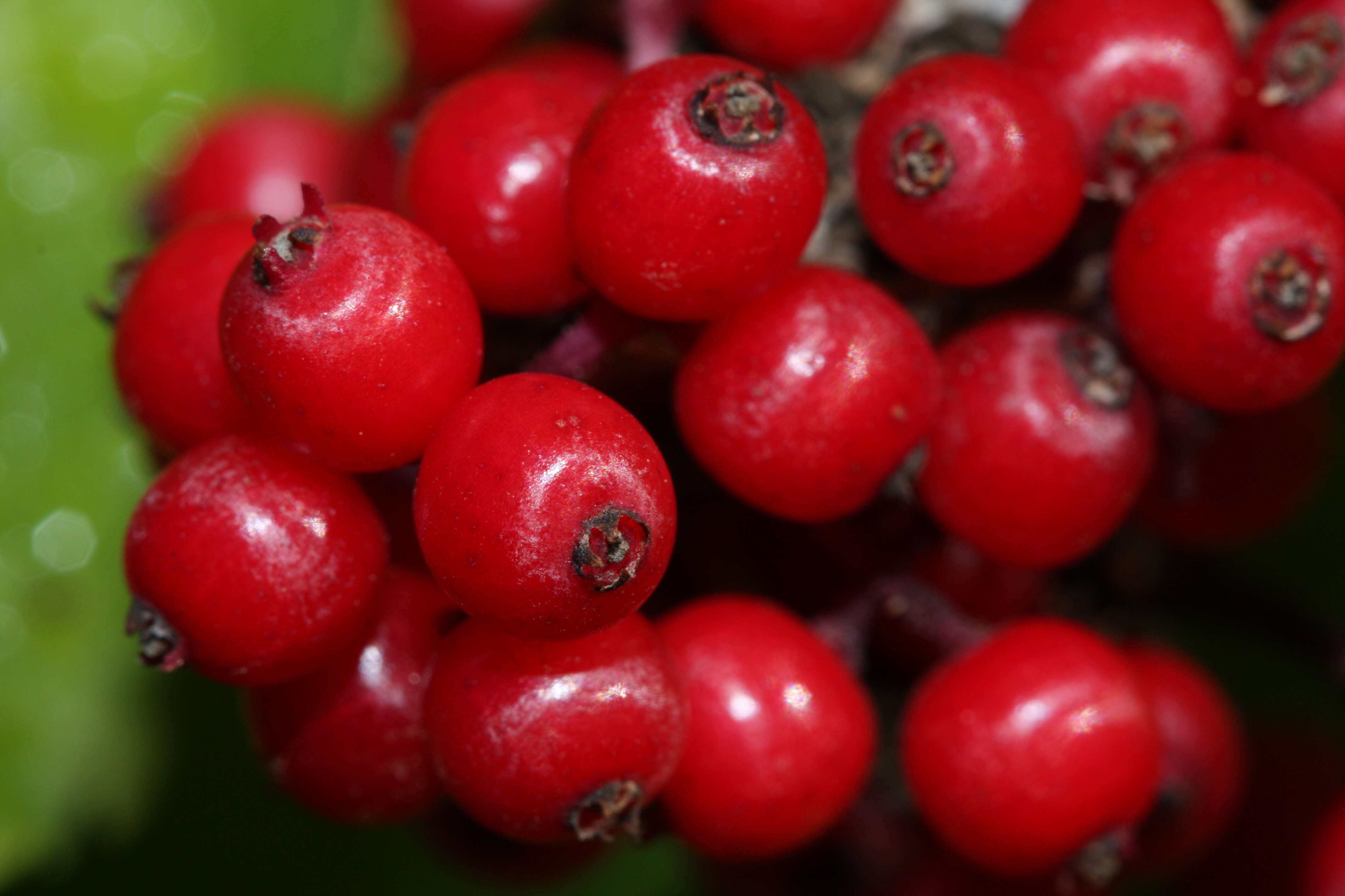 Imagem de Sambucus racemosa L.