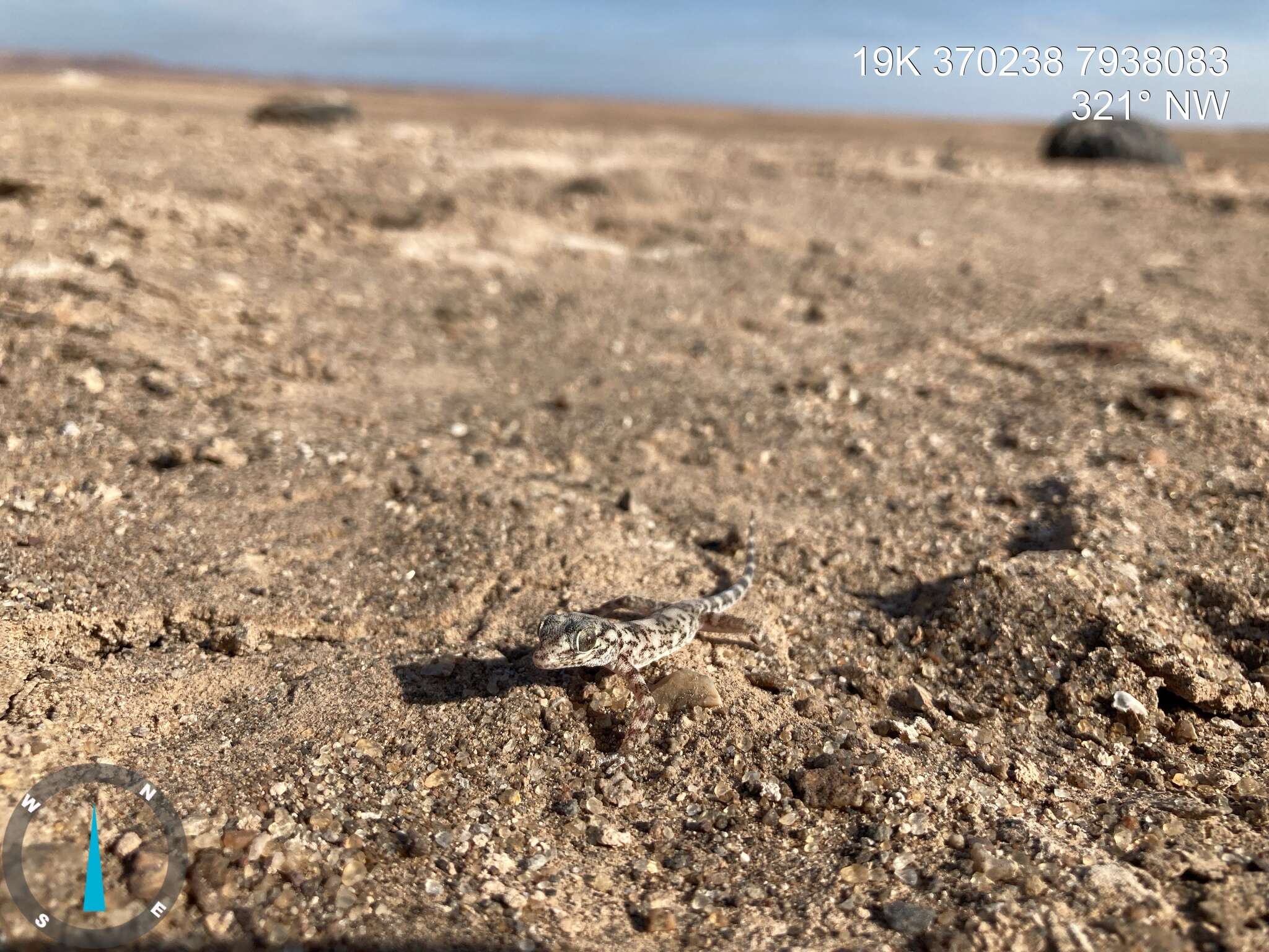 Image of South American Leaf-toed Gecko