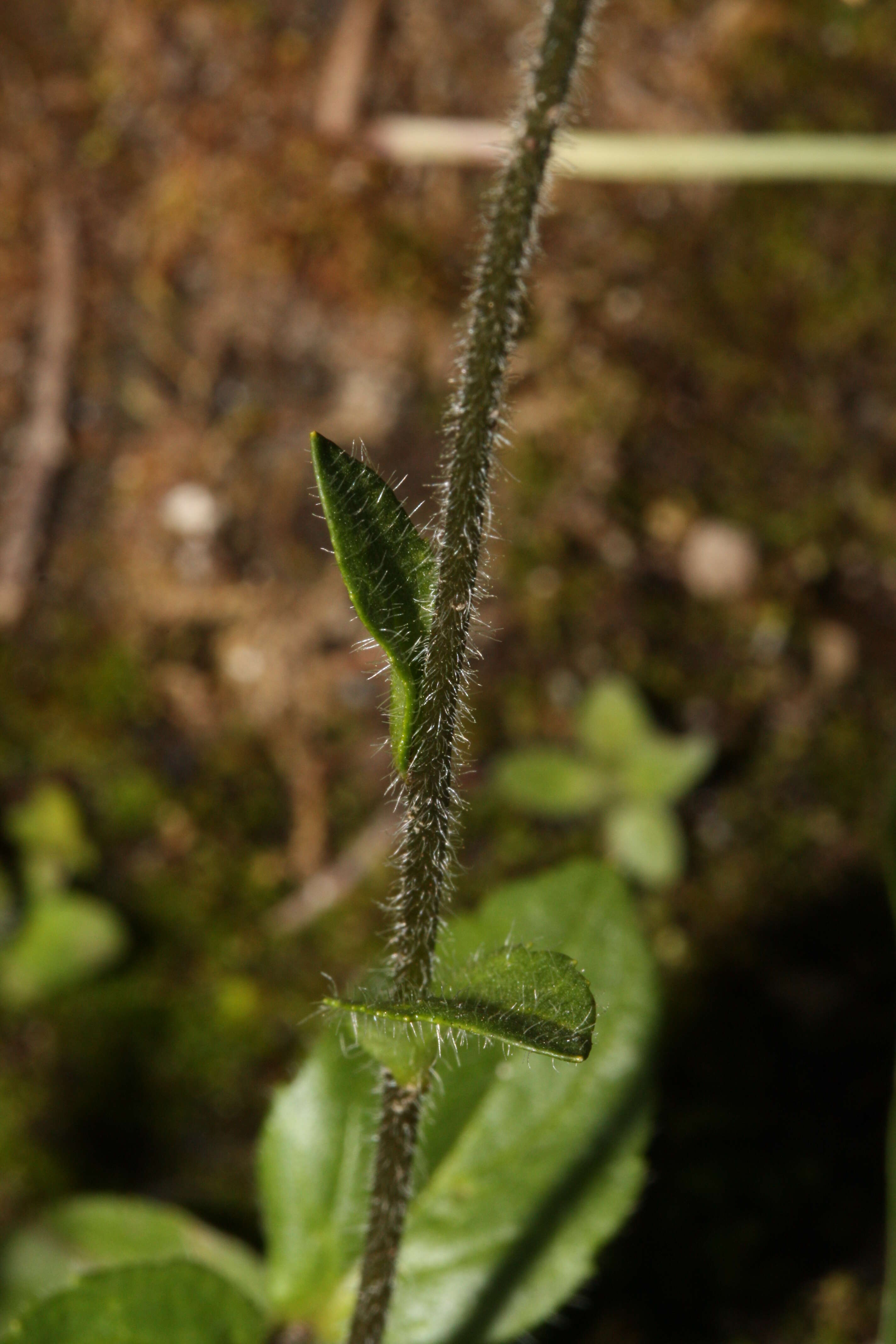 Image of American alpine speedwell