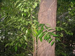 Image of Scorodocarpus