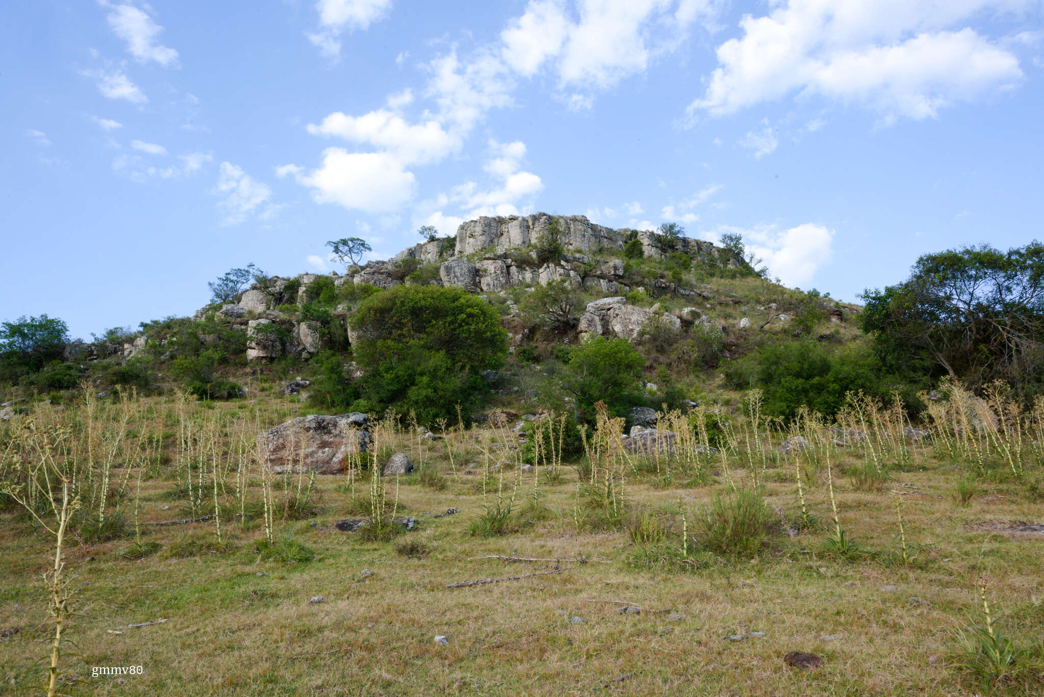 Image of Agarista eucalyptoides (Cham. & Schltdl.) G. Don