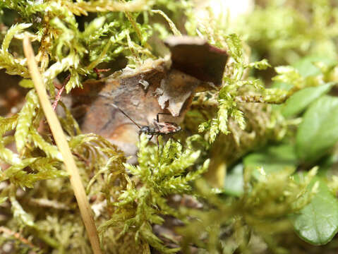 صورة Eremocoris abietis (Linnaeus 1758)