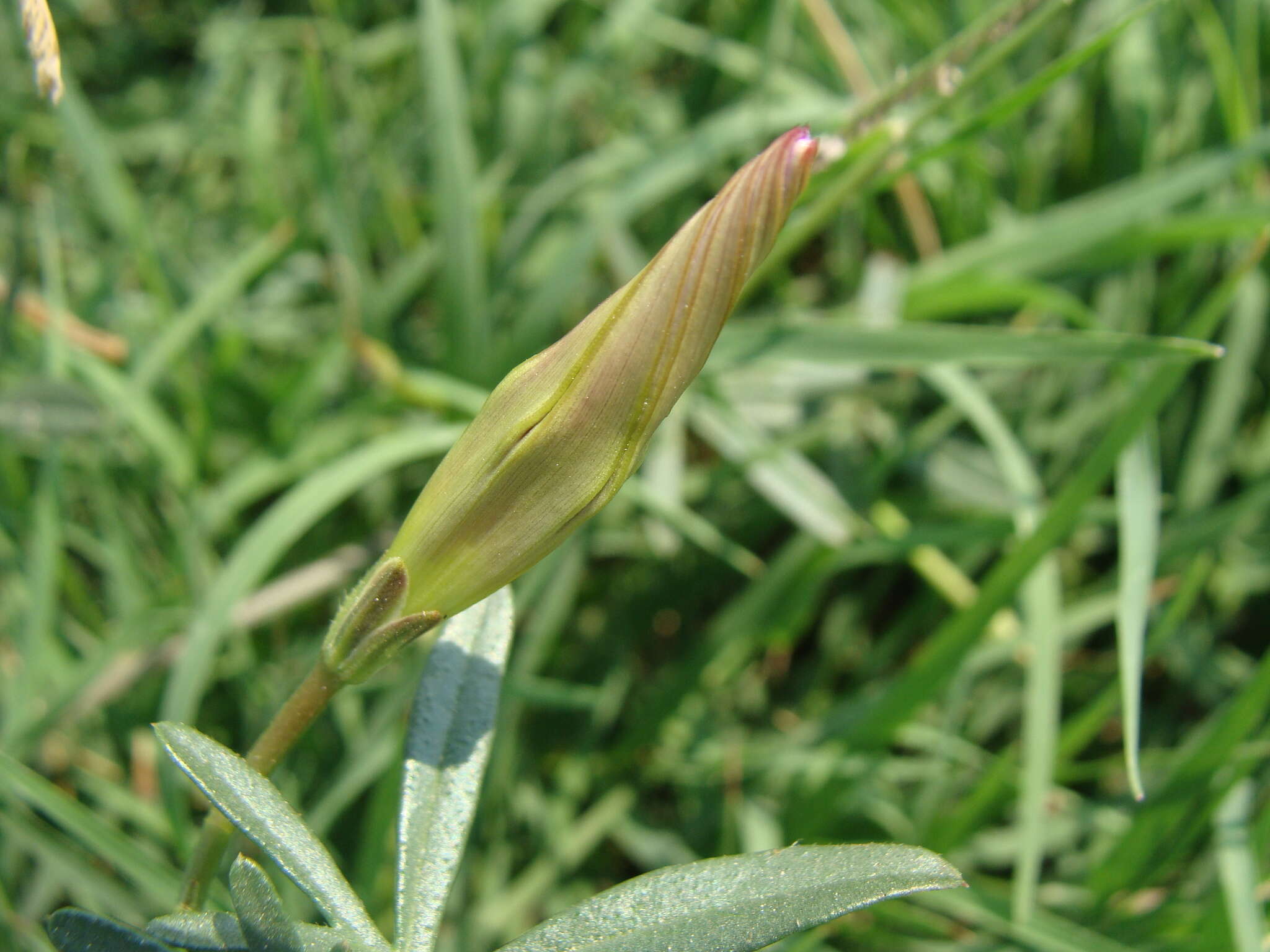 Sivun <i>Ipomoea <i>ternifolia</i></i> var. ternifolia kuva