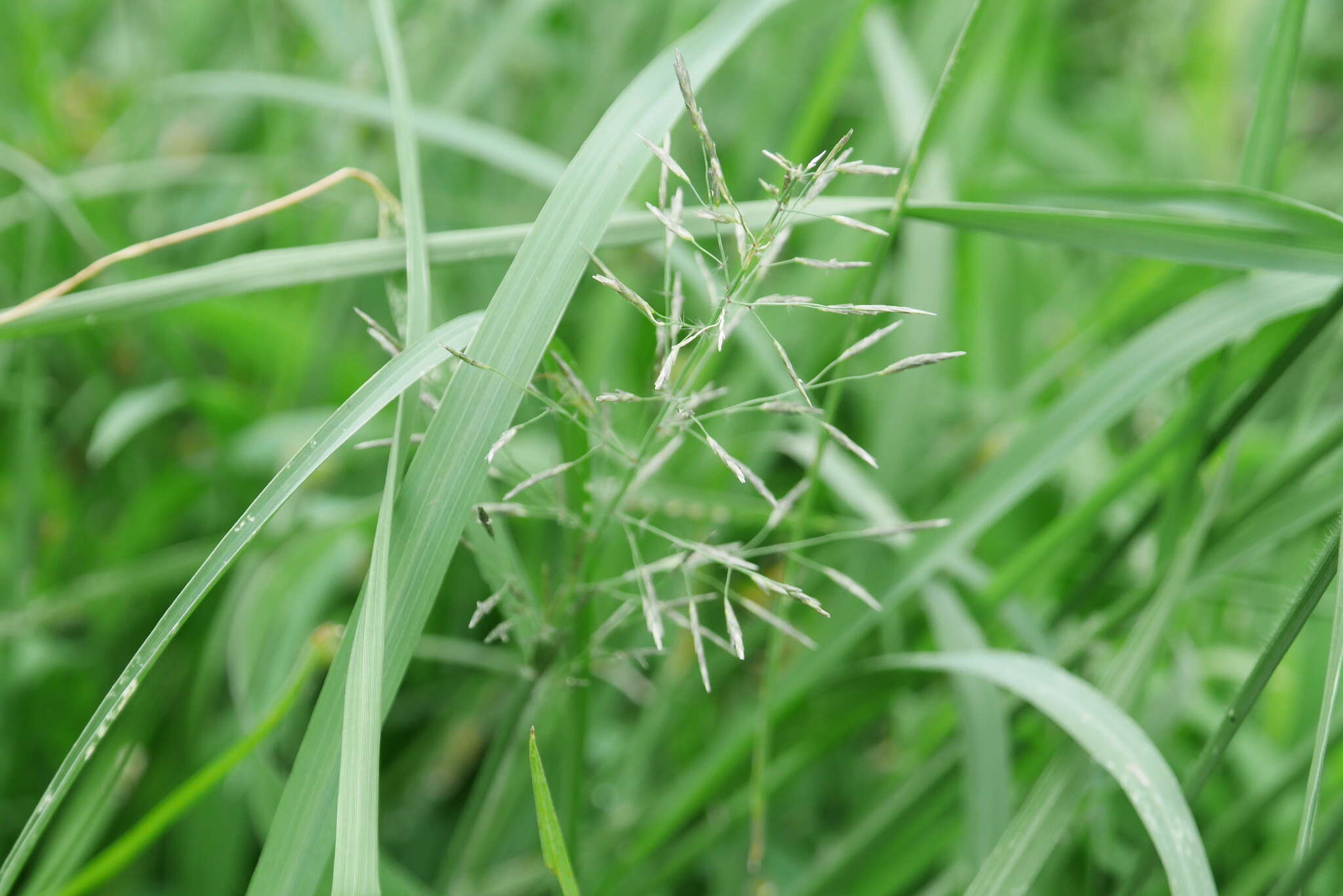 صورة Eragrostis tenuifolia (A. Rich.) Hochst. ex Steud.