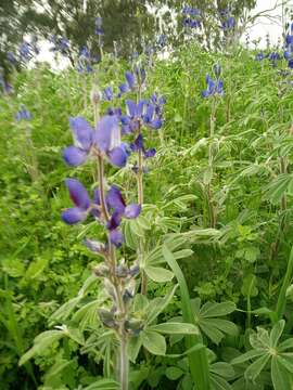 Image of blue lupine