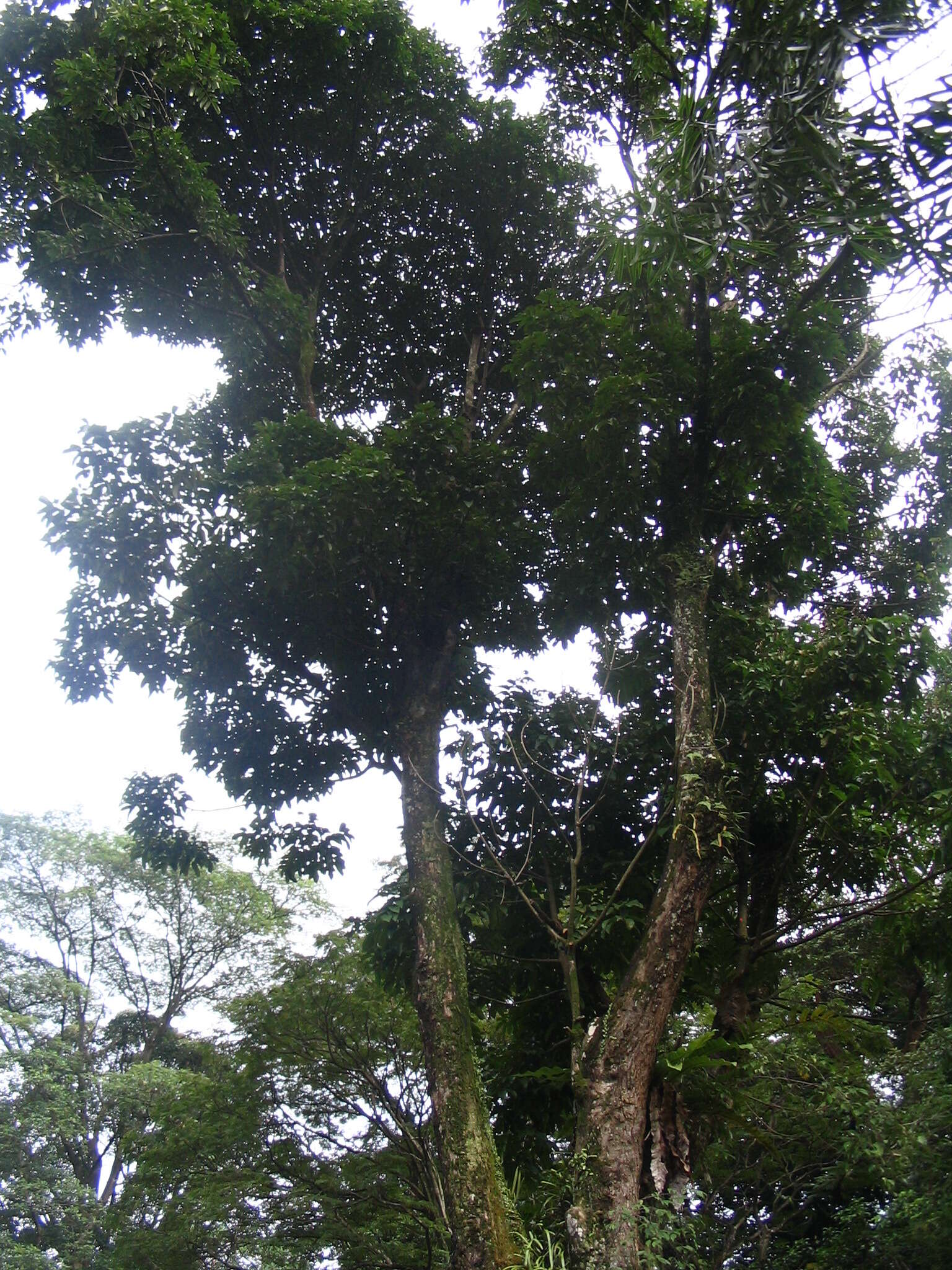 Image of Callerya atropurpurea (Wall.) Schot