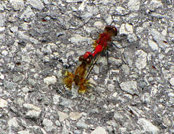 Image of White-faced Meadowhawk