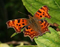 Image of Comma