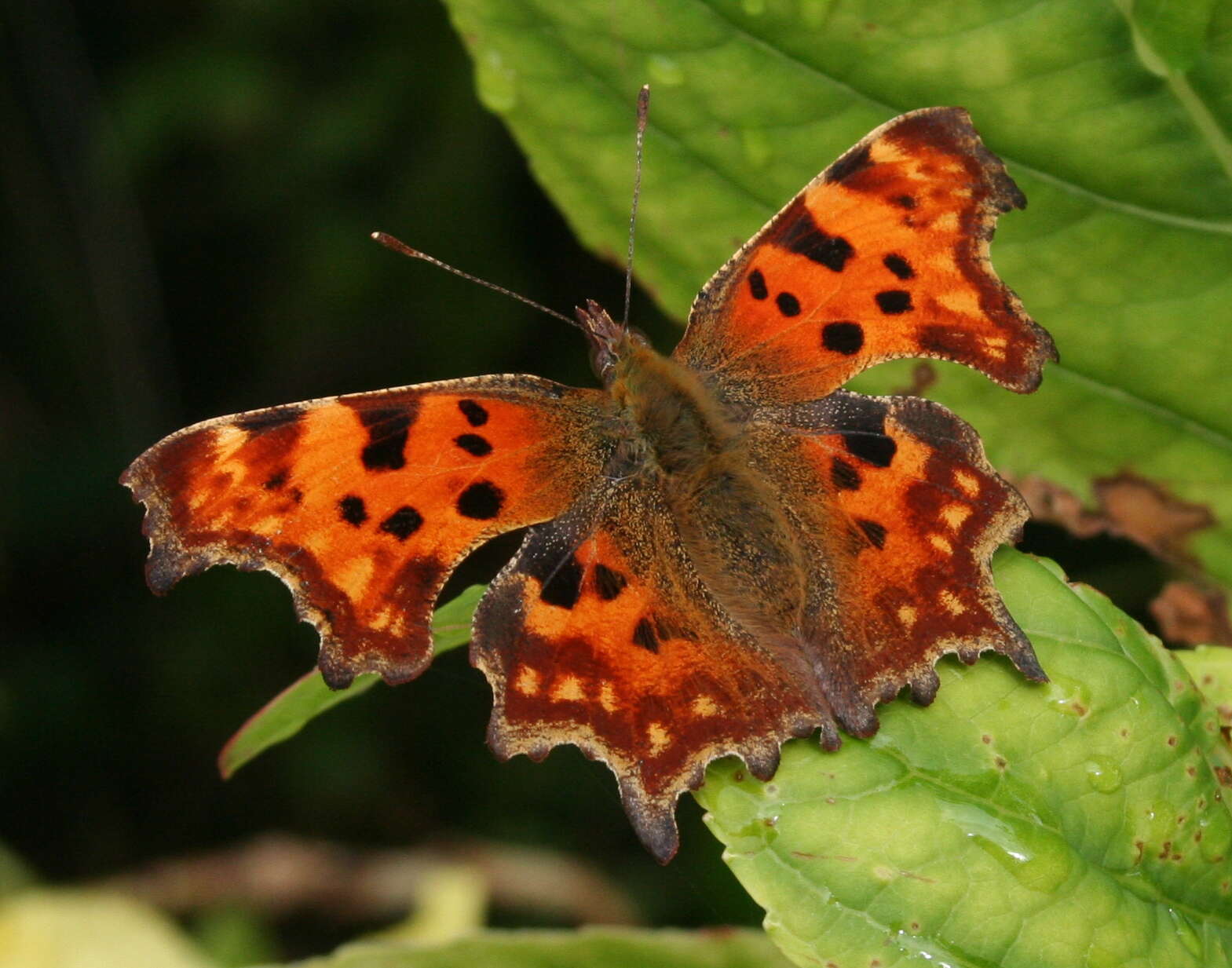 Image of Comma