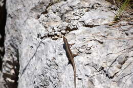 Image of Horvath's rock lizard