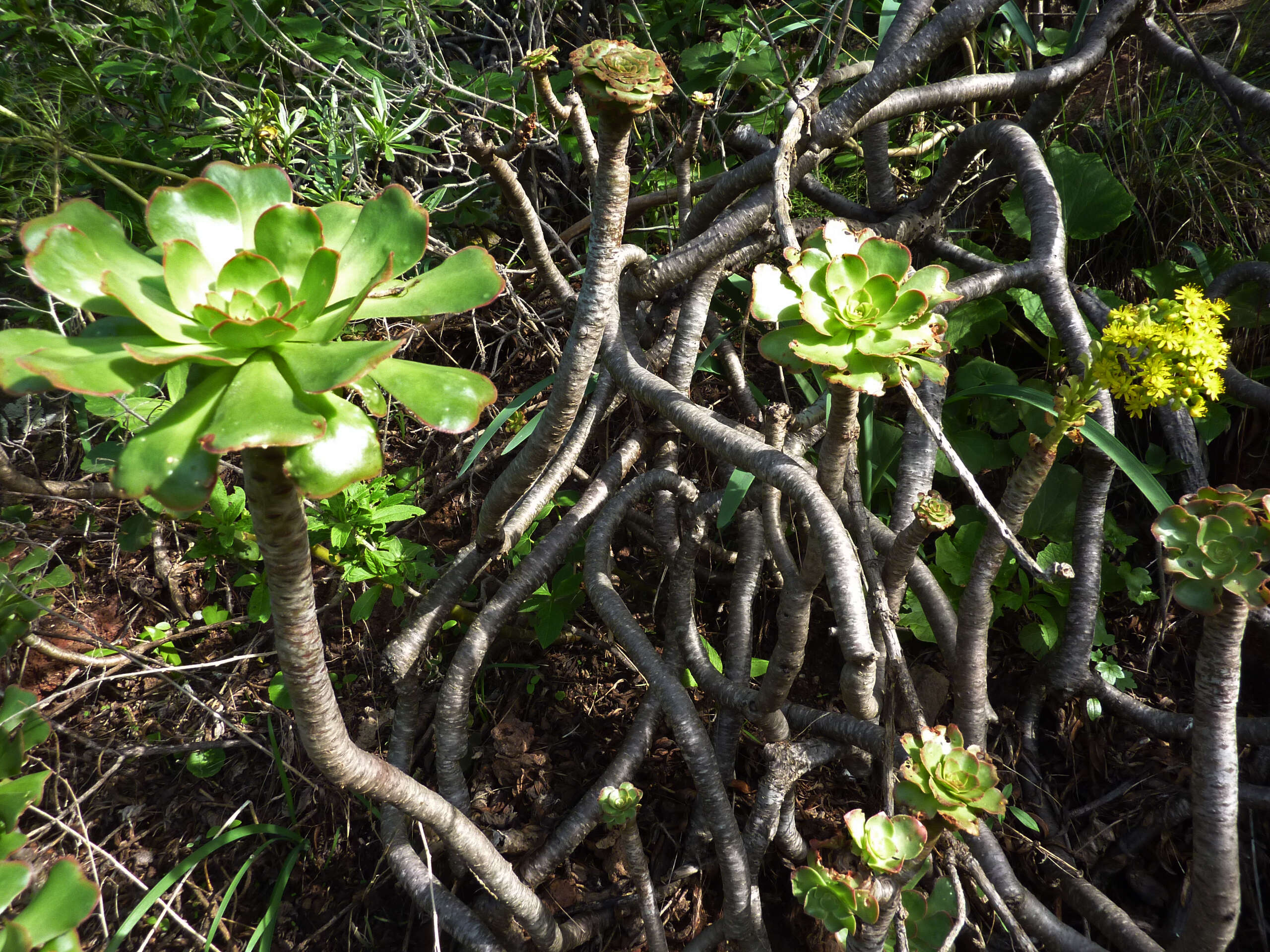 Image of tree aenium