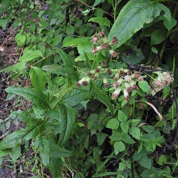 Image of false Indian plantain