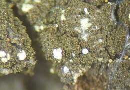 Image of placynthiella lichen