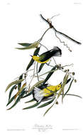 Image of Protonotaria Baird & SF 1858