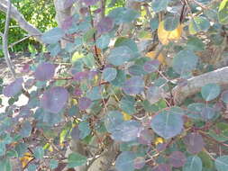 Image of Mexican shrubby spurge