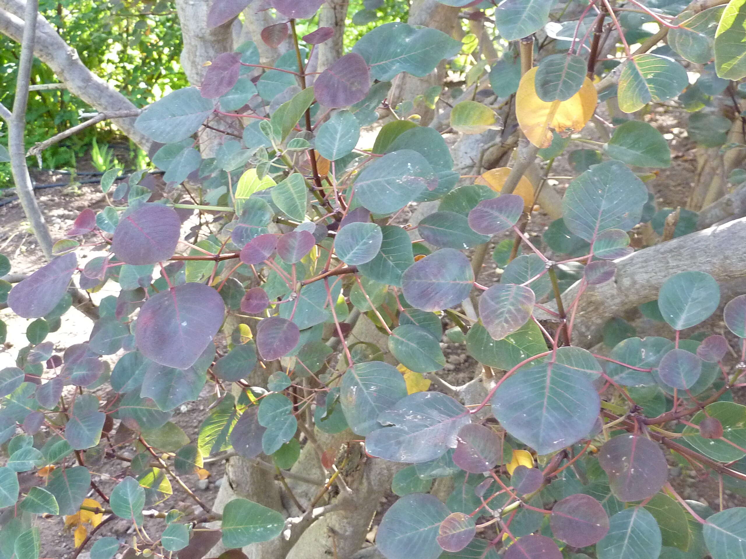 Image of Mexican shrubby spurge