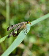 Image of Common scorpionfly