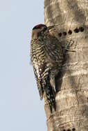 Image of Sapsucker