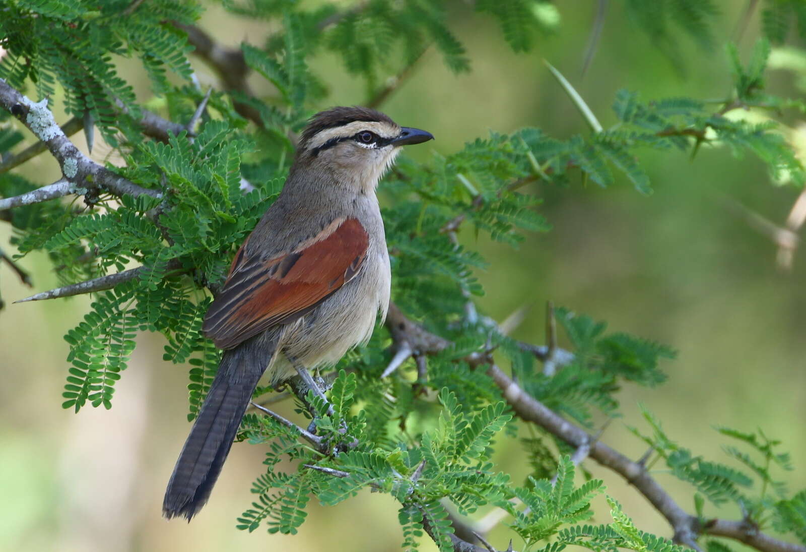 Tchagra australis australis (Smith & A 1836)的圖片