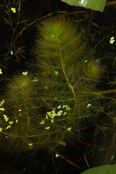 Imagem de Utricularia aurea Lour.