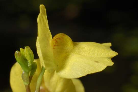 Image of Utricularia aurea Lour.