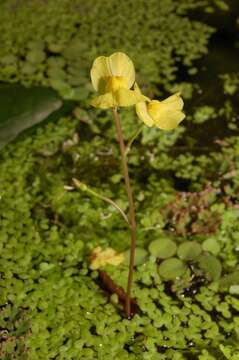 Image of Utricularia aurea Lour.