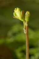 Utricularia aurea Lour. resmi
