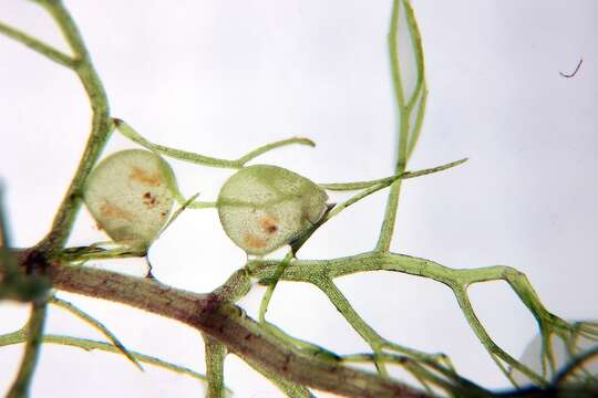 Image of Utricularia aurea Lour.