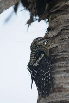 Image of Sapsucker