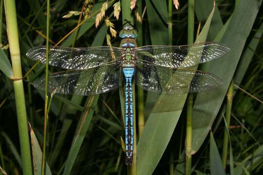 Image of Blue Emperor